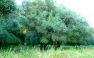Un olivier du Nebbiu